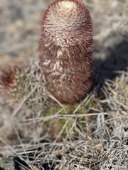 Melocactus harlowii