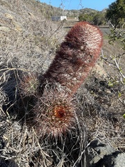 Melocactus harlowii