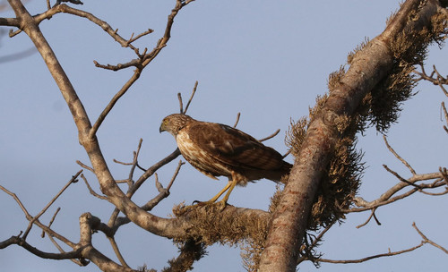 iNaturalist image