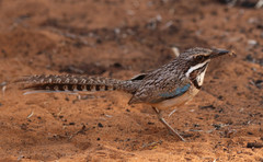 Uratelornis chimaera