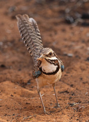 Uratelornis chimaera