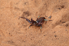 Colossopus grandidieri