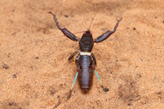 Colossopus grandidieri
