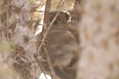 Lepilemur