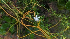 Jacquemontia havanensis