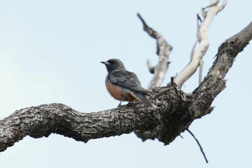 Masked × White-browed Woodswallow