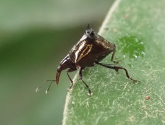 Scolopterus penicillatus