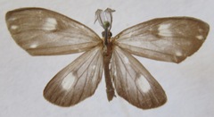 Tithraustes lambertae