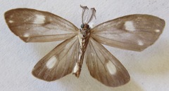 Tithraustes lambertae