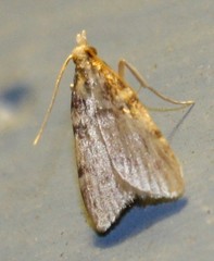 Aglossa costiferalis
