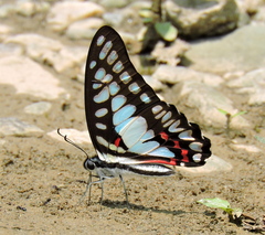 Graphium eurypylus