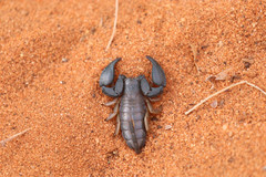 Hormuridae