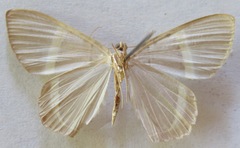 Phrygionis privignaria