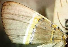 Phrygionis privignaria