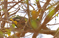 Treron australis