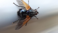 Chetogaster violacea-viridis