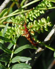 Strangalia virilis