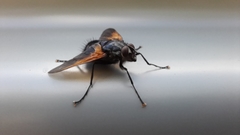 Chetogaster violacea-viridis