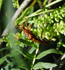 Strangalia virilis