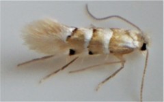 Phyllonorycter tiliacella