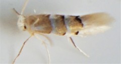 Phyllonorycter tiliacella