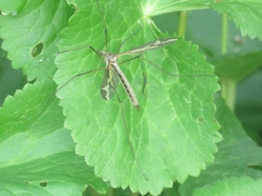 Tipula vittata