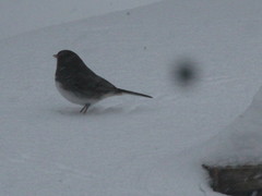 Junco hyemalis image