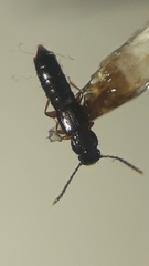 Osoriinae