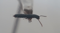 Osoriinae