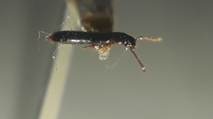 Osoriinae