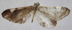 Hedylidae