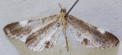 Hedylidae