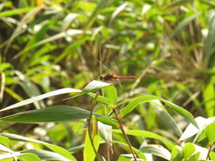 Sympetrum gilvum