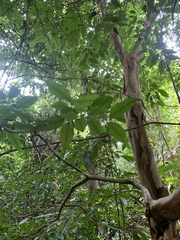 Plinia cauliflora