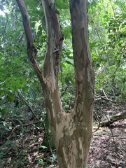 Plinia cauliflora