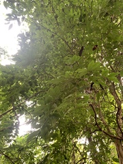 Plinia cauliflora