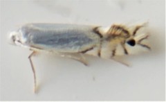 Phyllonorycter clemensella