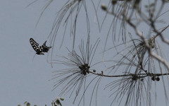 Pharmacophagus antenor