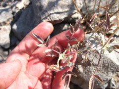 Dalea wrightii