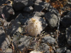 Dalea wrightii