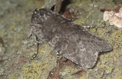 Lithophane laticinerea