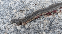 Cubophis vudii picticeps