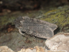 Lithophane antennata