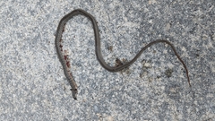 Cubophis vudii picticeps