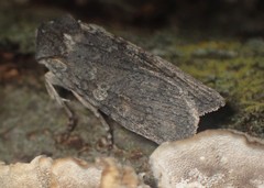 Lithophane antennata