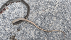 Cubophis vudii picticeps