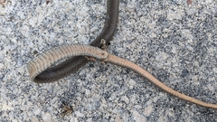 Cubophis vudii picticeps