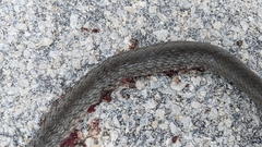 Cubophis vudii picticeps