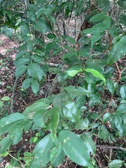 Eugenia candolleana