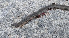 Cubophis vudii picticeps